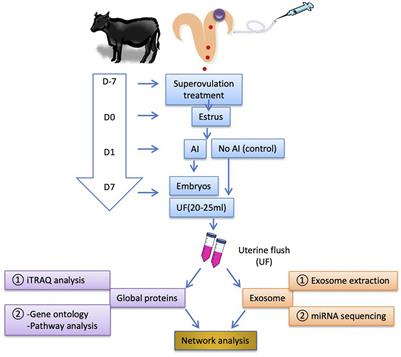 Day 7 Embryos Change the Proteomics and Exosomal Micro-RNAs Content of Bovine Uterine Fluid: Involvement of Innate Immune Functions